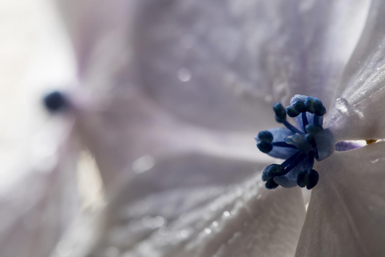 Hortensias Chalets Vara Blanca هيريديا المظهر الخارجي الصورة